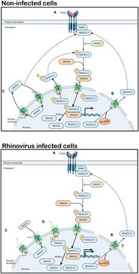 Rhinovirus protease cleavage of nucleoporins: perspective on implications for airway remodeling